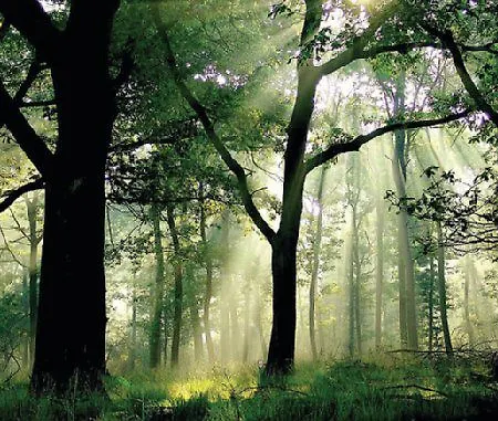 ヴァン デル ヴァルク 4*